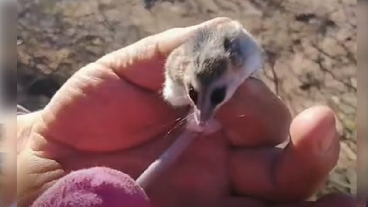 Una comadreja enana en la pila de leña: el llamado que llegó desde Cutral Co y lo que hay que hacer si aparece fauna en casa