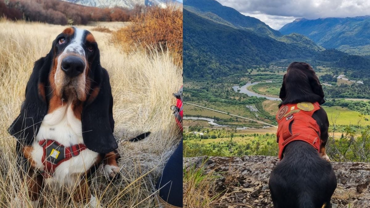 Humboldt, el basset hound que se convirtió en olfato oficial de los parques patagónicos