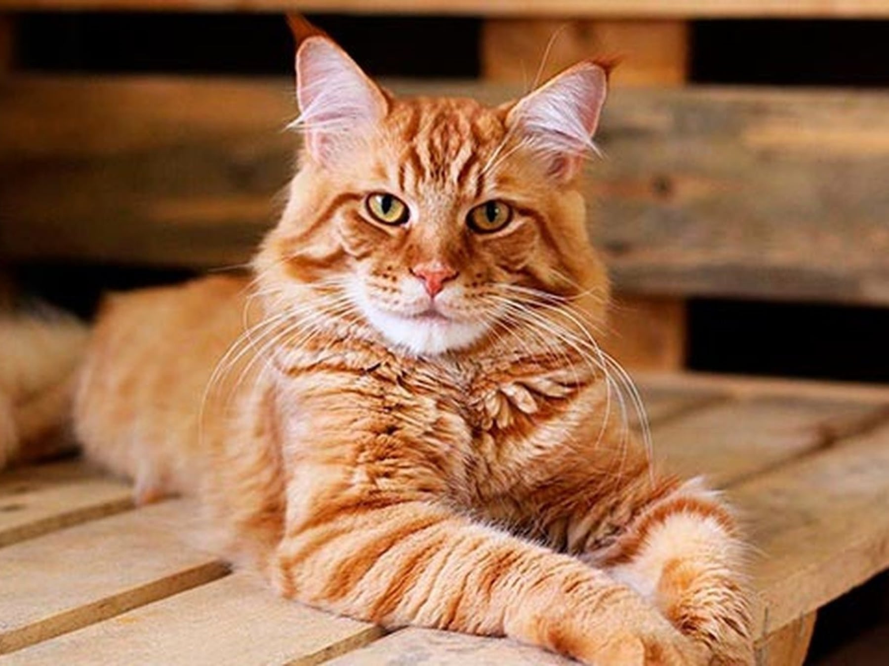 Más gatos en departamentos cada vez más chicos: la convivencia se reconfigura en la Argentina urbana