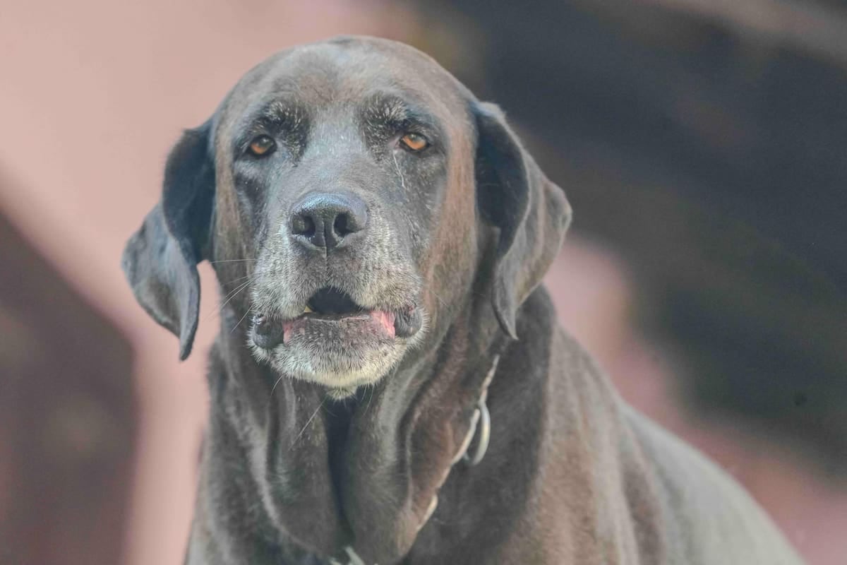 El Chaltén convierte el costo de registrar una mascota en litros de nafta y deja afuera a quienes no cumplen