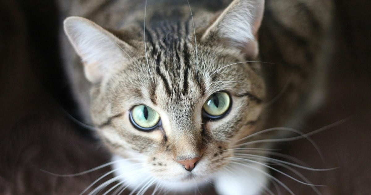 Un parásito que cruza la frontera entre el gato y la persona: lo que dejó al descubierto un estudio con más de 150.000 muestras