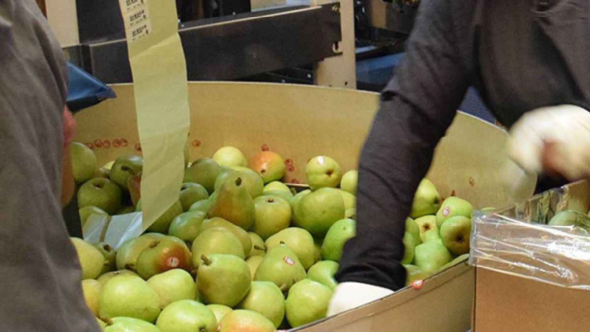 Un hombre, un galpón de frutas y una cooperativa que no quiso moverlo de puesto: la Justicia de Neuquén puso los puntos sobre las cajas