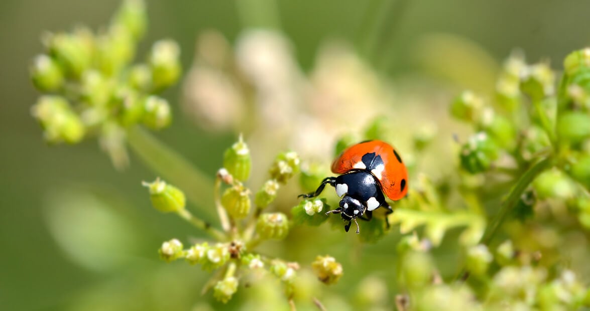 Huerta y jardín sin química: las recetas de la estación que el INTA recomienda preparar en casa