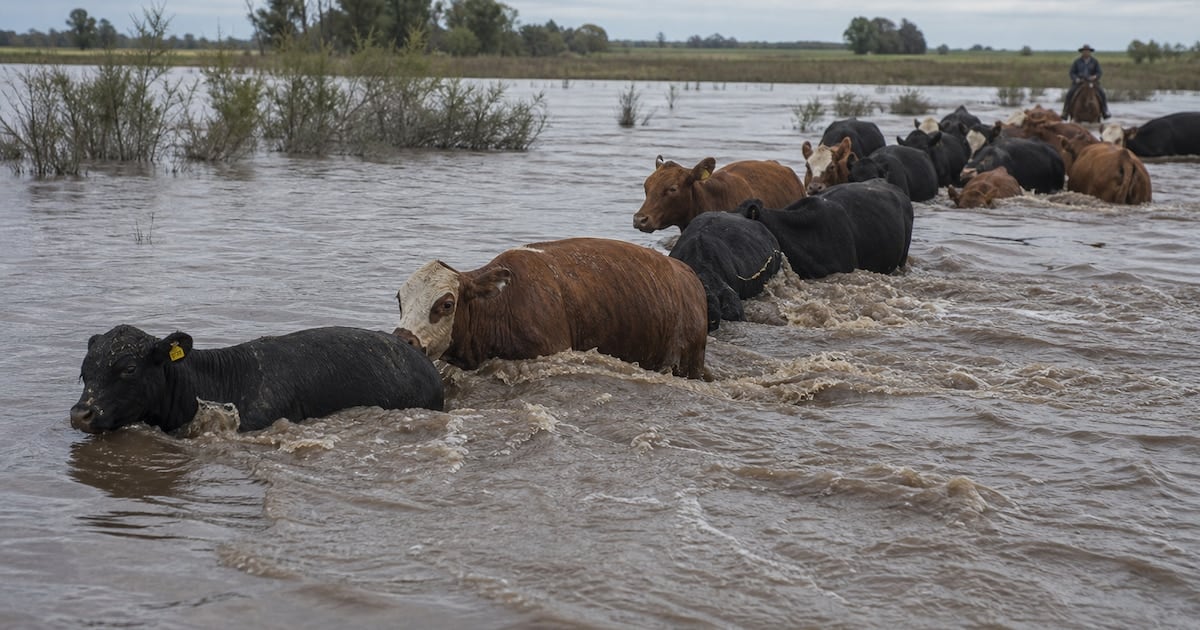 La crecida del Paraná retrae la oferta ganadera y empuja los precios de la carne en Cañuelas