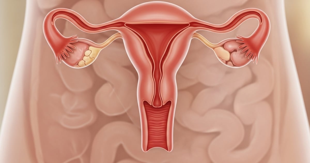 El ovario no se apaga: un nuevo mapa proteómico muestra que sigue activo mucho después de la menopausia