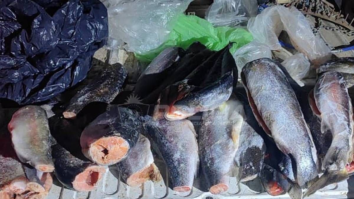 Pesca en la Patagonia neuquina: la cuenta regresiva antes de la apertura general del 1 de noviembre